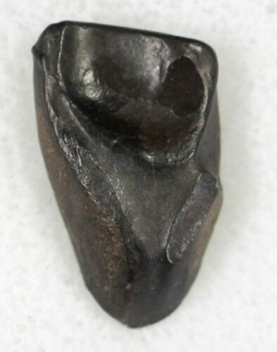 Triceratops Shed Tooth - Montana #20572